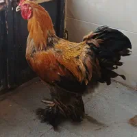 تخم مرغ نطفه دار برهما