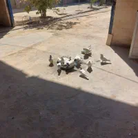 فروش کفتر جوجه ۶ عدد