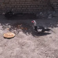 سیکا نر ماده فروش یا معاوضه