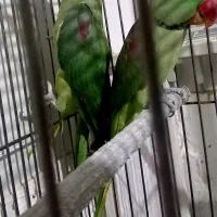 جفت شاه طوطی آروم سالم
