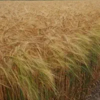 همکاری درزمینه باغداری و کشاورزی