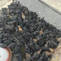 ۳۰۰ عدد مرغ و خروس گلپایگانی
