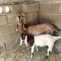بزوکهره ماده