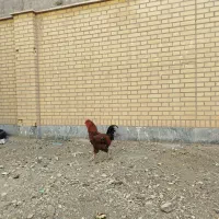خروس چهل تاج