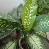 دیفن|گل و گیاه طبیعی|کنگاور, |دیوار