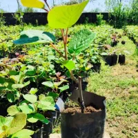 کیوی قلم شده هایوارد