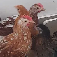 خروس جوان لری گلین