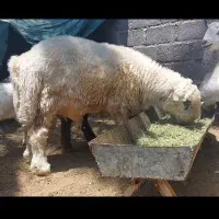بره قوچی شهرکردی