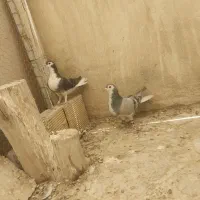 ی جفت کفتر دمیگر اصل