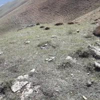 گاو با گوساله سیمنتال اصل