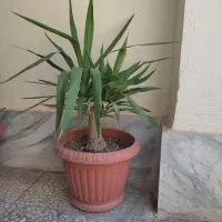یوکا