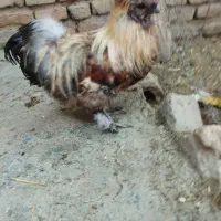 خروس ابریشمی کوپال نژاد لاله نخودی