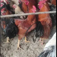 خروس ومرغ سیاه برارفع بلاوقربانی