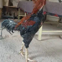 خروس لاری اصیل
