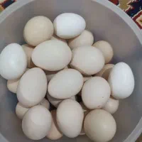 تخم مرغ محلی