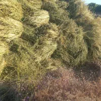 یونجه|لوازم جانبی حیوانات|اردبیل, |دیوار