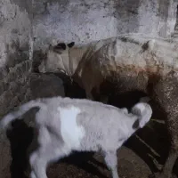 گاو شیری|حیوانات مزرعه|نیر (اردبیل), |دیوار