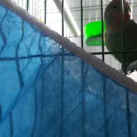 یک عدد طوطی برزیلی نر