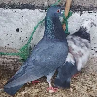 کبوتر