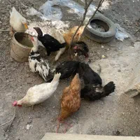 تعدادی مرغ لاری سایا برهما