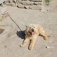 دو تا پاکوتا نژاد اصل (زبان فهم)