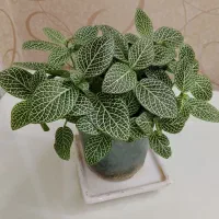 شمعدانی ، کاکتوس ، کالانگویه