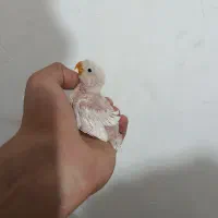 جوجه کوتوله سرلاکی