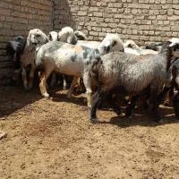 میش (شیشک ترکی بختیاری)