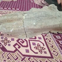 فسیل|کلکسیون اشیاء عتیقه|برازجان, |دیوار
