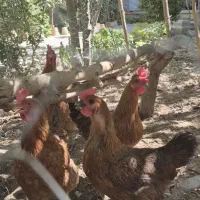 مرغ بومی تخم گذار