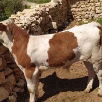 فروش گوساله های پرواری