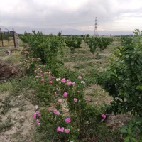 باغ پنج ساله مثمر