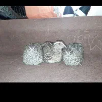 3عدد بلرچین نر و ماده است