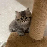 بچه گربه