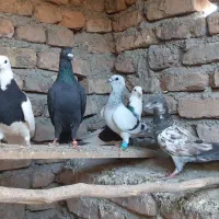 کفتر