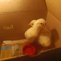 1جوجه لاری اشامو بهترین نصل