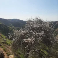 ۸۰ کیلو بادام برای فروش