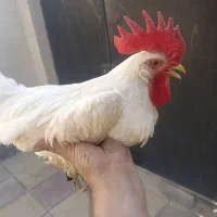 جوان خروس۵ماهه