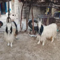 بَده،گوسفند