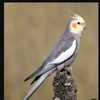 سلام کی عروسشو گم کرده بیاد ببره
