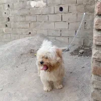 سگ پاکوتا