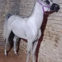 اسب عرب نریون یک سر