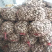 سیر|عمدهفروشی|اصلاندوز, |دیوار
