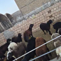 بره نر سبک سنگین بومی ترکی افشار