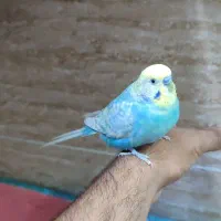 مرغ عشق نر سخنگو