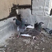 ۶ کبوتر نر