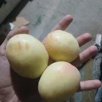 زردالو