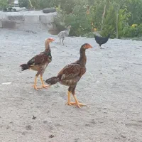 سه عدد جوجه لاری اصیل