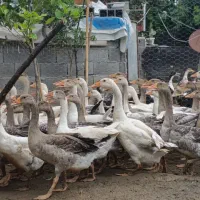 جوجه غاز تقریبا ۳ماهه
