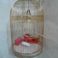 قفس طلایی